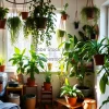 Small apartment filled with hanging and standing plants