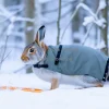 Snowshoe hare in winter coat in snowy forest