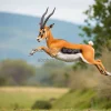 Springbok leaping gracefully