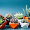 Succulent plants arranged in geometric planters