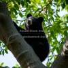 Sun bear climbing a tree