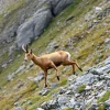 Tahr climbing steep rocky slopes