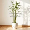 Tall bamboo plant in a minimalist white pot