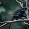 Tamarin perched on thin branches