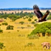 Vulture circling above the savannah