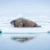 Walrus lying on Arctic ice