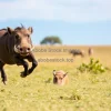 Warthog running across savannah