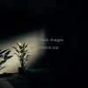 WDark moody living room with spotlight on a single lush plant