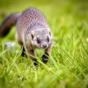 Weasel darting through grass