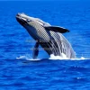 Whale breaching in open sea