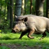 Wild boar running through dense forest