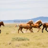 Wild mustangs running across open plains