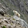 Wild sheep climbing rocky slopes