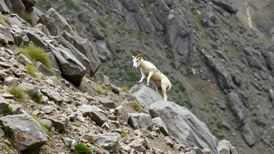 Wild sheep climbing rocky slopes