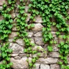 Wild vines climbing an old stone wall