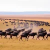 Wildebeest migrating across open plains