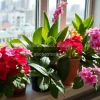 Windowsill filled with colorful flowering houseplants