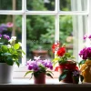 Windowsill with blooming violets in colorful pots