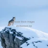 Wolf standing on a snowy cliff