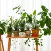 Wooden plant stand with various houseplants