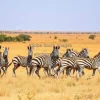 Zebra herd running across dry savannah