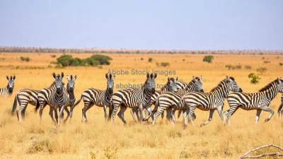 Zebra herd running across dry savannah